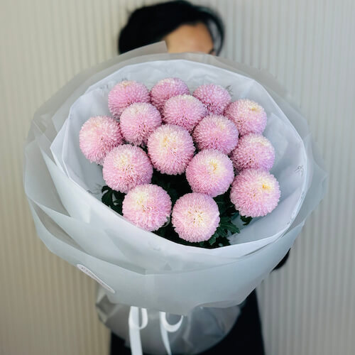 Pink Momoko Chrysanthemums - 15 хризантем
