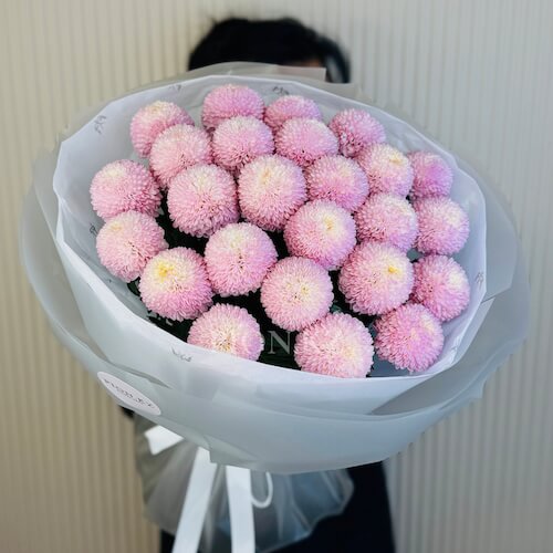 Pink Momoko Chrysanthemums