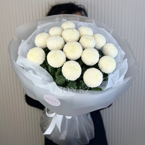 Ақ Момоко хризантемалары - 15 хризантем