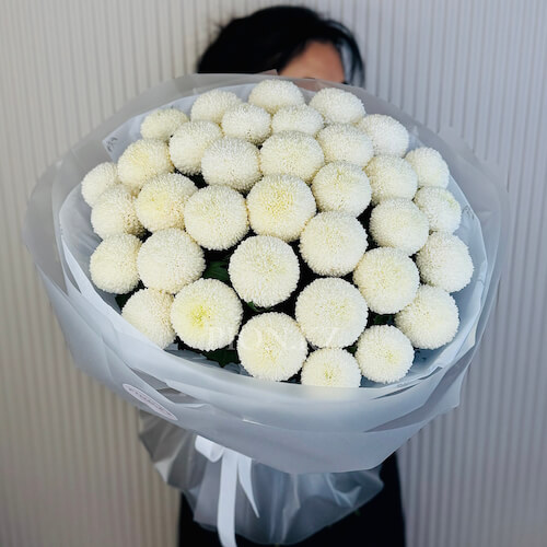 Ақ Момоко хризантемалары - 35 хризантем