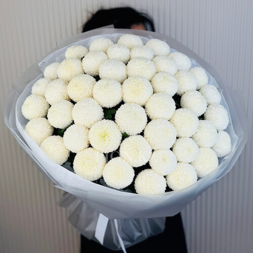 Ақ Момоко хризантемалары - 51 хризантема