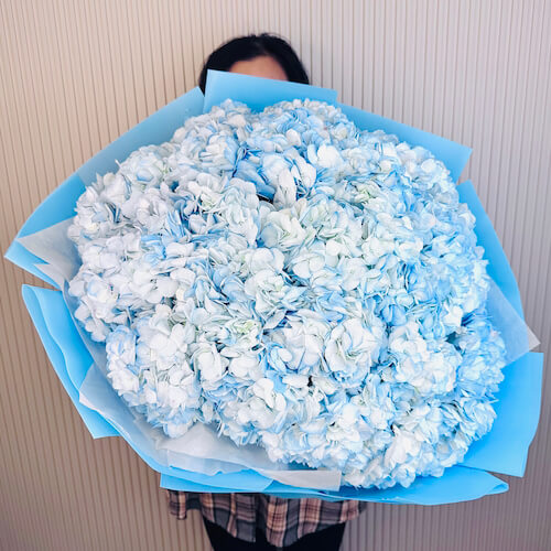 Охапка голубых гортензий - 25 гортензий
