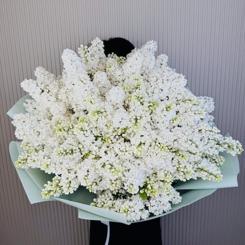 Bouquet of  white lilacs - Увеличенный