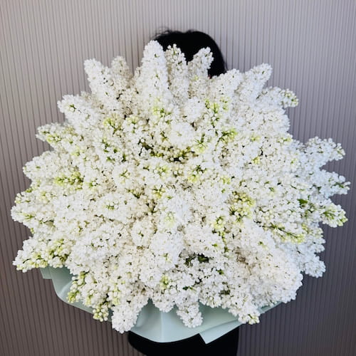Bouquet of  white lilacs - Большой