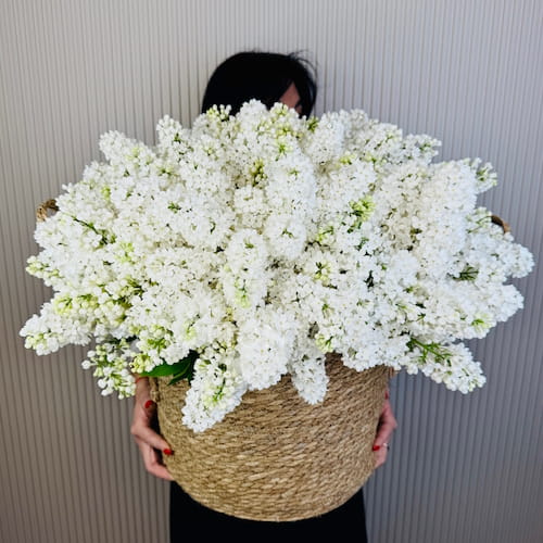 White lilac flowerpot