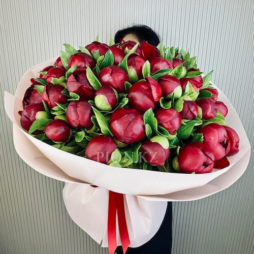 Букет из бордовых пионов "Red charm" - 51 пион