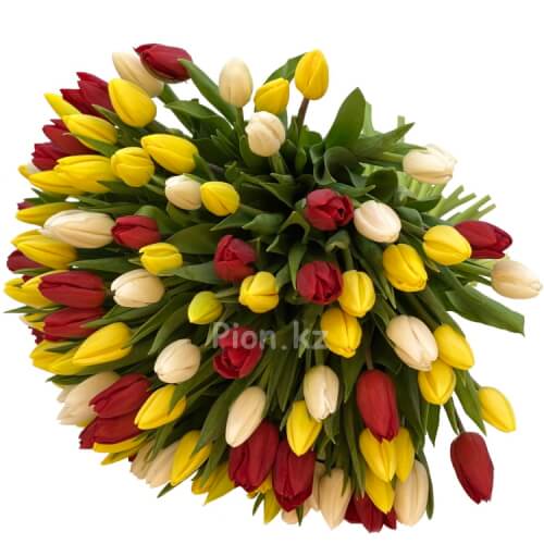 Разноцветные тюльпаны - 101 тюльпан