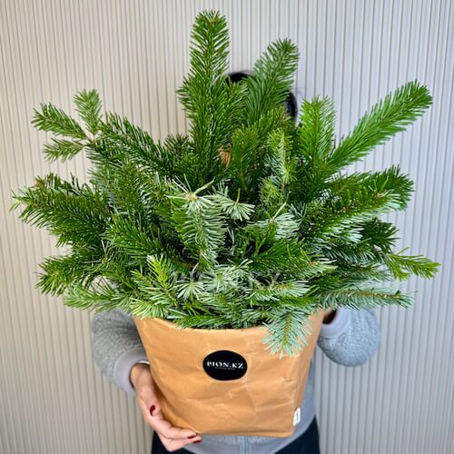 Қылқан жапырақты бұтақтар